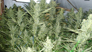 1 ton 100 kilogram skunk İstanbulda ele geçirildi