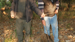Su kuyusuna düşen yavru domuz kurtarıldı