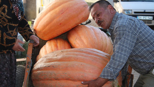 Tarlasında 105 kilogramlık kabak yetiştirdi