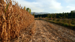 Tokatlı çiftçinin mısırının tarladan çalınması