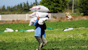 Türkiye'deki maydanozun yüzde 40'ı Hatay'da yetişiyor