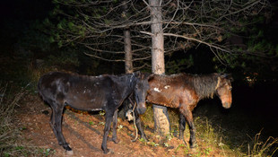 Uludağ'da at keserken yakalandılar