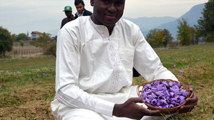 Yabancı öğrenciler safran hasadına katıldı
