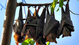 Denediği pantolonun cebinden yarasa çıkan kadın suç duyurusunda bulundu!