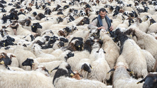 Yayladan koyunlarını indiren besiciler kara yakalandı