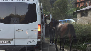 Yola çıkan sahipsiz at sürücülere zor anlar yaşattı