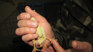 4 ayaklı civciv ilgi odağı oldu