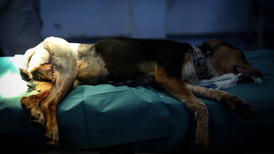 5 ayaklı köpek ameliyat edildi