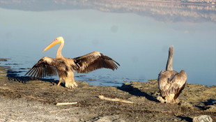50 yabani hayvan bir daha doğal hayata dönemeyecek