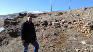 Aç kalan tilkiler şehre indi