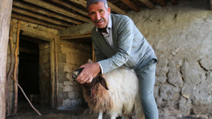 Adıyaman'da kurtlar sürüye saldırdı