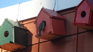 Adıyamanlı öğrencilerden yurt çevresindeki kuşlara yuva