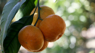 Atıl araziler vitamin deposu oldu