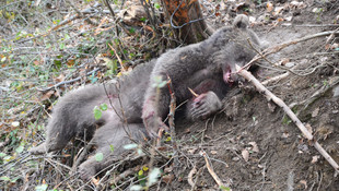 Avcıların tuzağına yakalanan ayı kurtarıldı