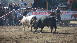 Aydın'da boğa güreşleri