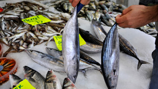 Balıkçıların yüzü çinekopla gülüyor