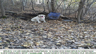 Bitlis'te terör operasyonu