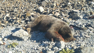 Bolu'da telef edilen ayı tahnit edilecek