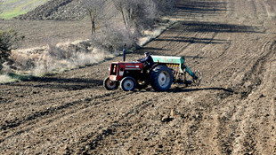 Bulgurun atası siyezin ekimine başlandı