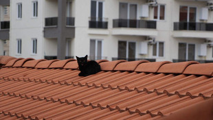 Bursa'da çatıda 3 gün mahsur kalan kedi kurtarıldı