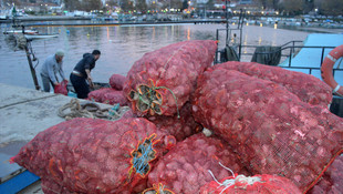 Deniz salyangozu gelir kapısı oldu