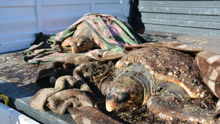 Didim sahilinde bulunan 3 caretta caretta korumaya alındı