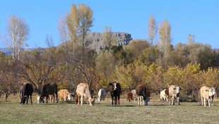 Doğu'nun Çukurovasındaki renk cümbüşü misafirlerini büyülüyor