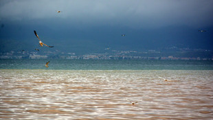 Edremit Körfezi'nde denizin rengi değişti