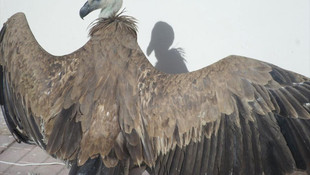 Enfeksiyon kapan akbaba tedavi edildi