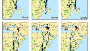 Evliya Çelebi gibi kuş, 17 ülke dolaşıp Türkiye'de çoğalıyor