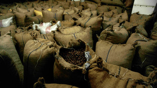 Fındık üreticisi mağdur