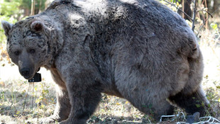 Göç eden boz ayılar, kış uykusuna çekildi