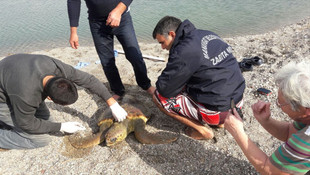Gölette mahsur kalan caretta caretta kurtarıldı