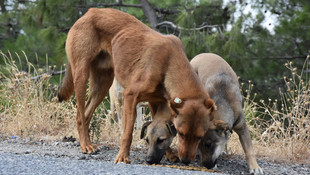 Gönüllüler, terk edilen hayvanlara yiyecek bıraktı