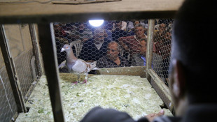 5 bin liraya güvercin