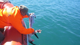 İskenderun Körfezi'nde hasta flamingo bulundu