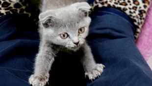 Kaçak kedi köpek yavrularına alıcı çıkmadı