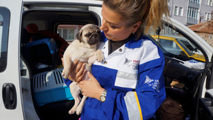 Kaçak kedi ve köpek yavrularını hayvanseverler aldı