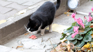Kadıköy'deki kedi Tombili'nin heykeli çalındı