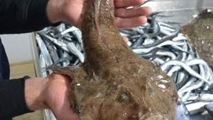 Karadeniz'de ağlara fener balığı takıldı