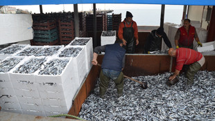 Karadeniz'de hamsi bereketi