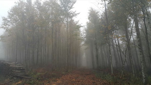 Kocaeli ve Sakarya ormanlarında bakım çalışması