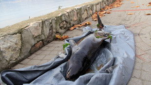Kocaeli'de ölü yunus kıyıya vurdu