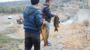 Kuruyan Behramkale Göleti'nde balıklar telef oldu