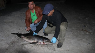 Kuşadası'nda yavru yunus kıyıya vurdu