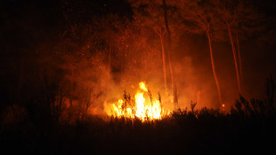 Manavgat'ta orman yangını