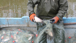 Manyas Gölü'nde balık bolluğu