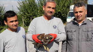 Mersin'de bulunan kızıl şahine koruma