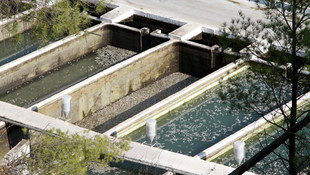 Muğla'da binlerce alabalık telef oldu