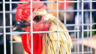 Muğla'da süs hayvanları açık artırmayla satıldı